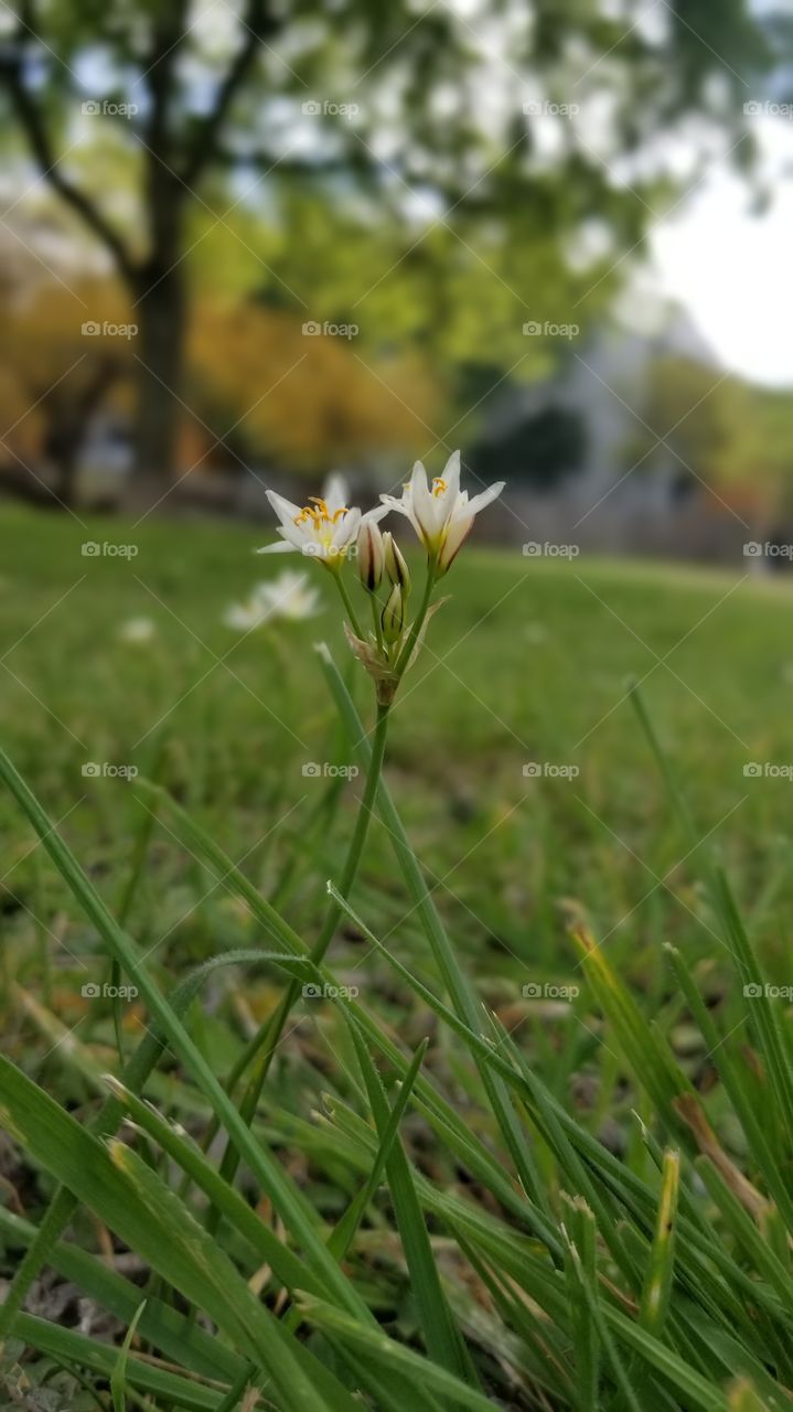 spring flowers