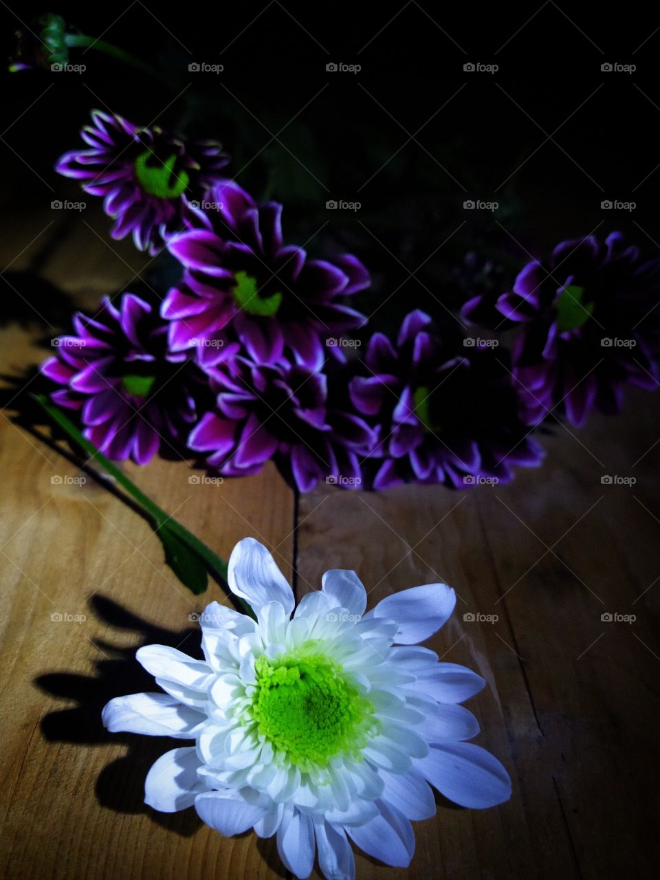White chrysanthemum on a background of purple chrysanthemums