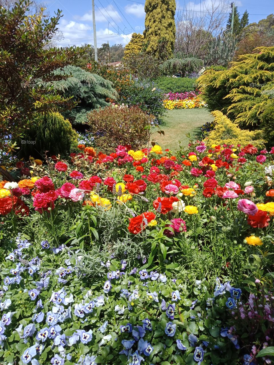 A garden with lots of flowers