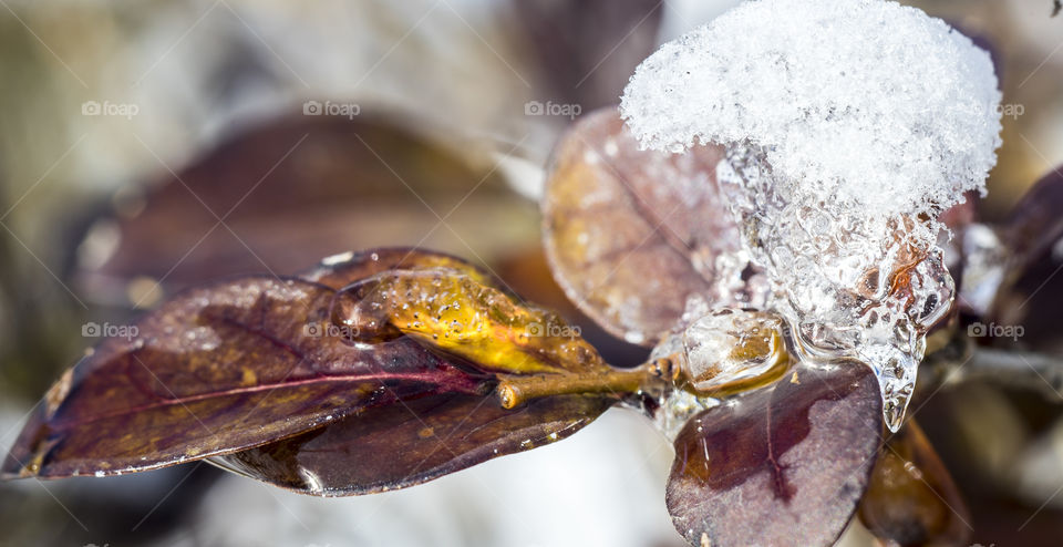 Ice on autumn leaves