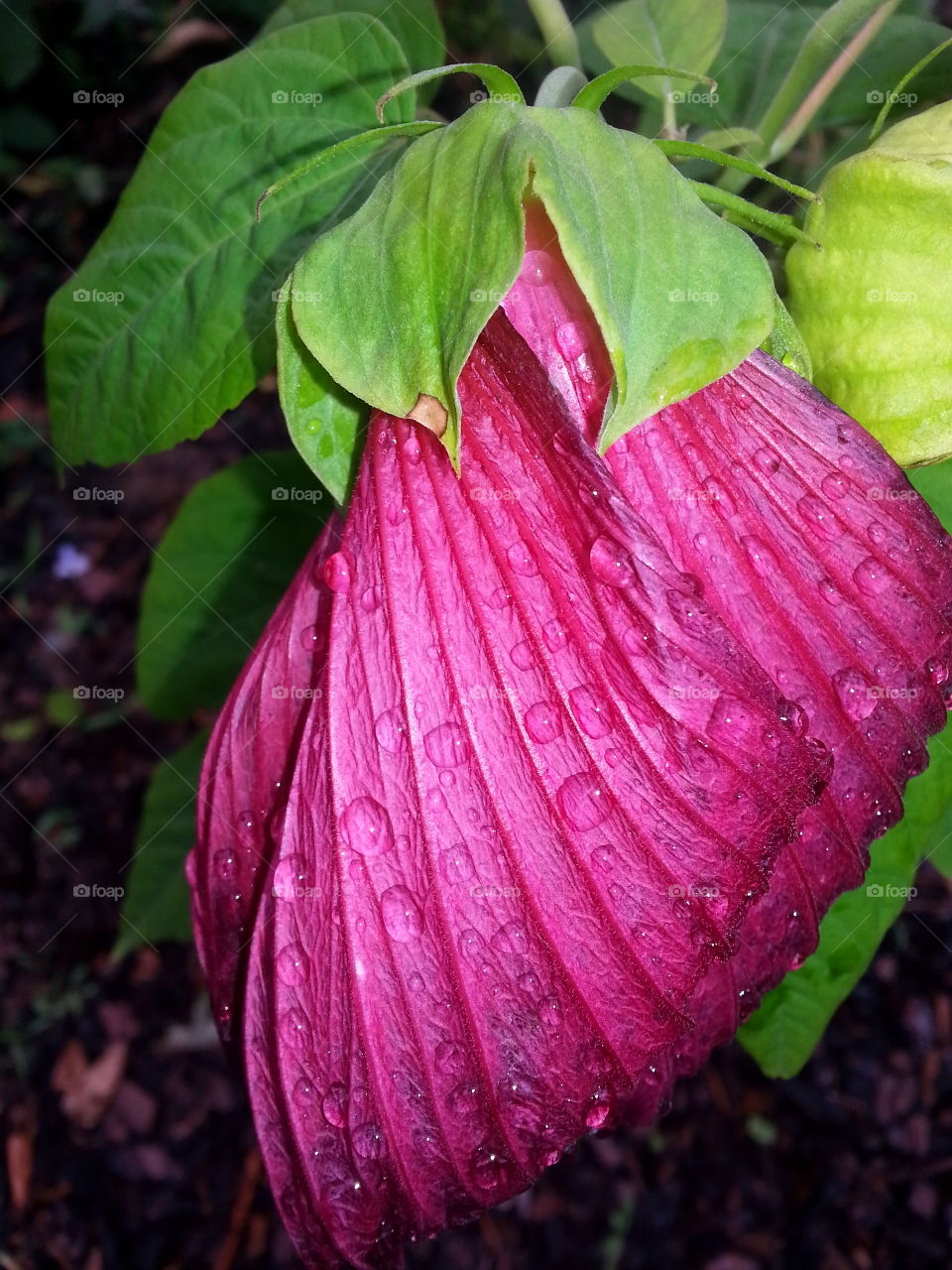 Hibiscus hiding from the Rain