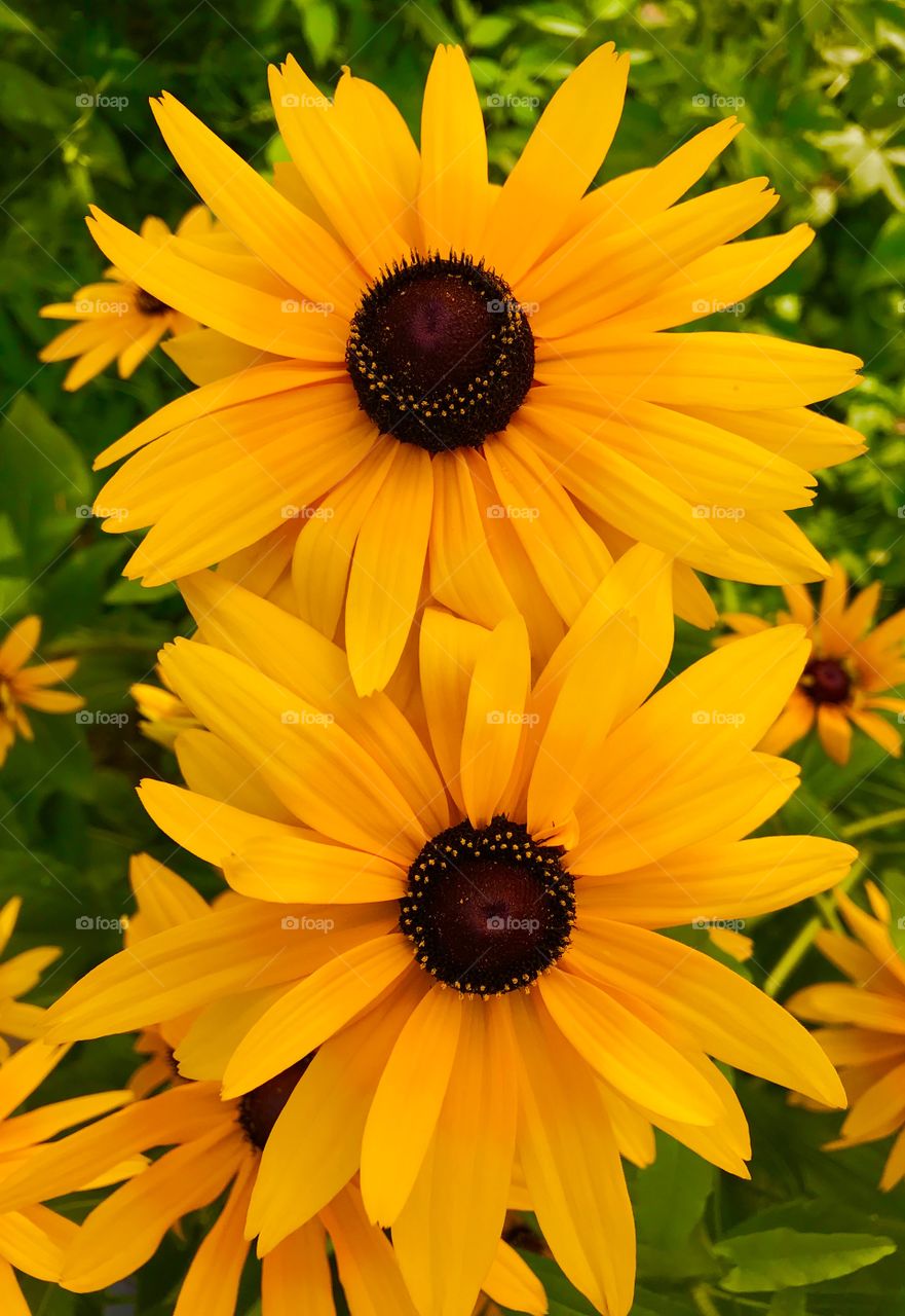 Sun Flower #iPhone 7