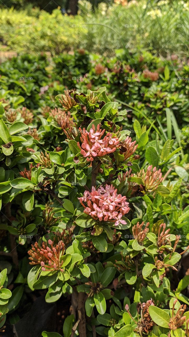 just some flowers!!!