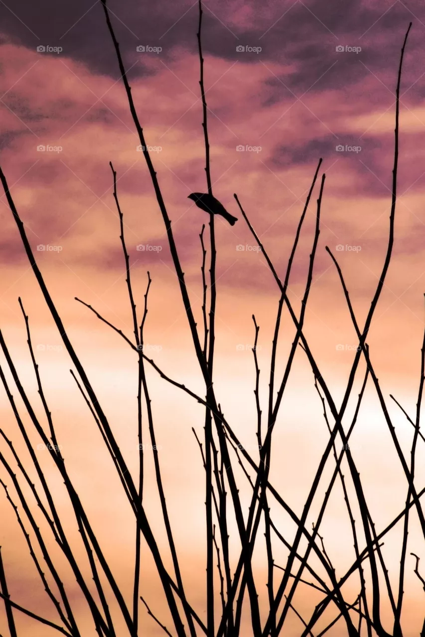 tramonto