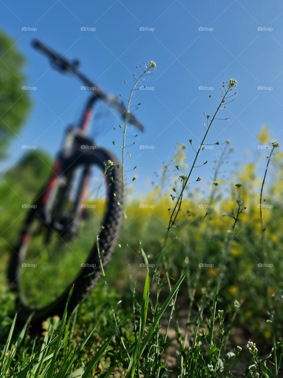 Bicycles with nature