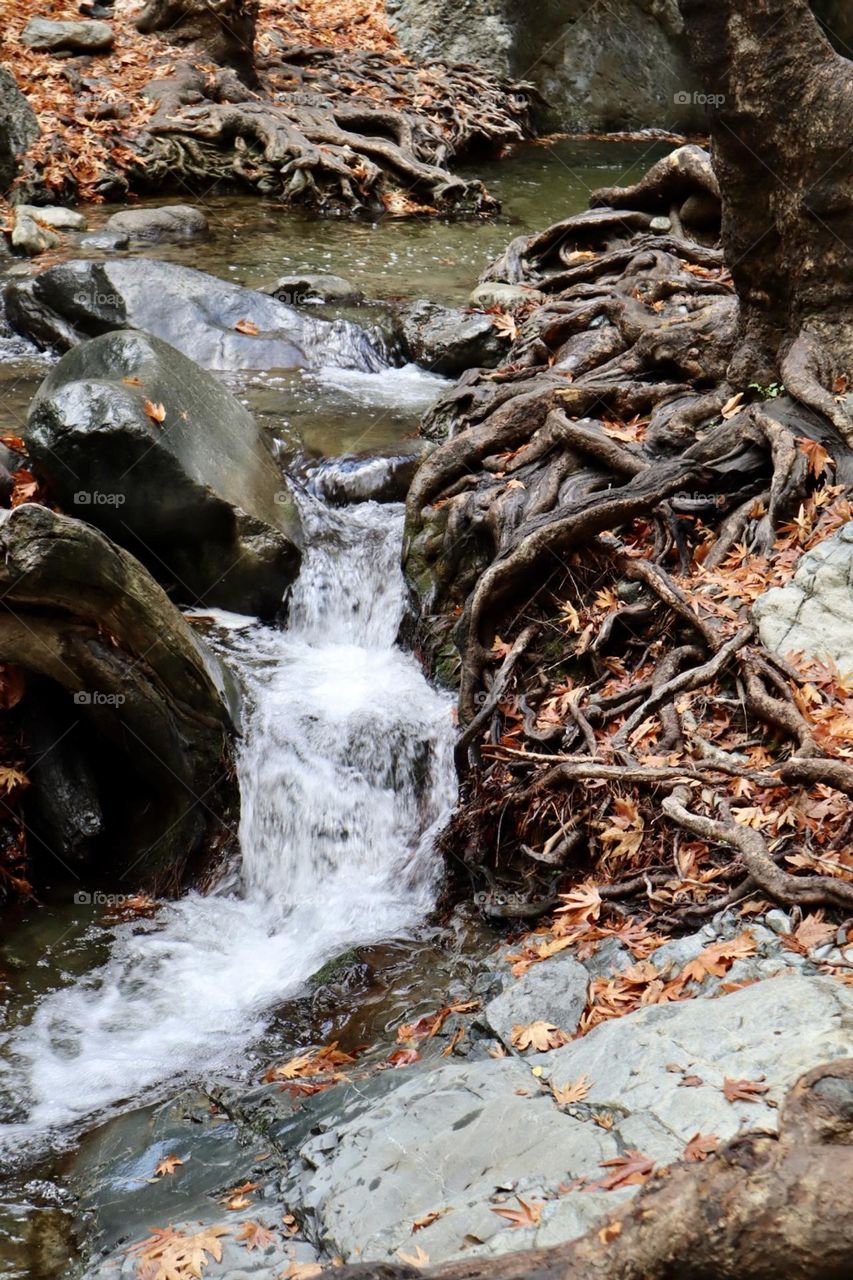 Fall dry red leafs on tree bare routs near little water stream