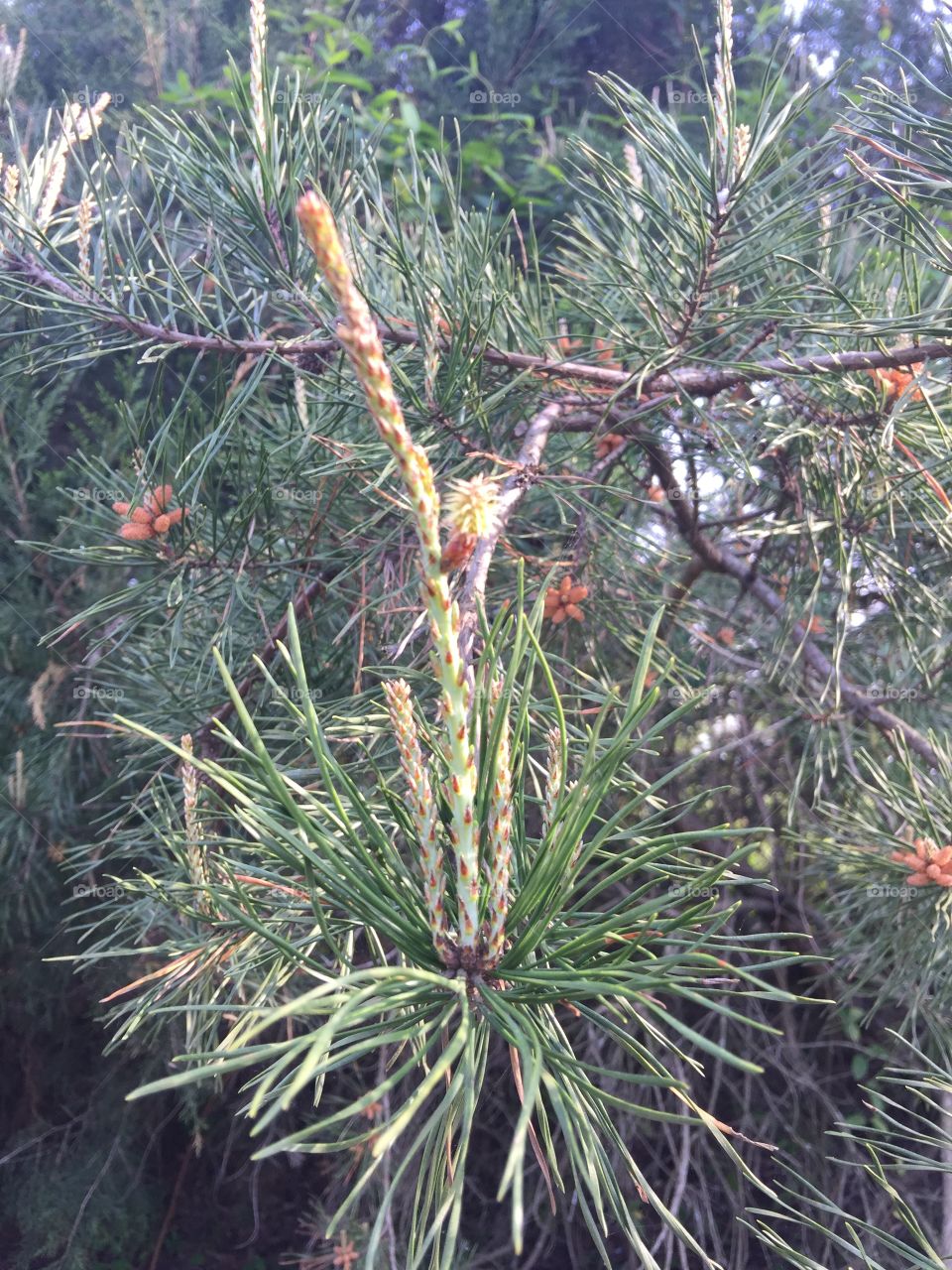 Pine tree