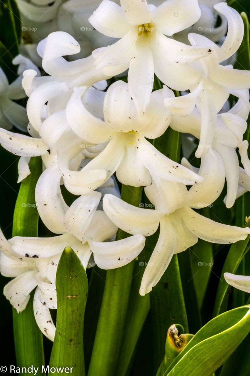 Hyacinth 