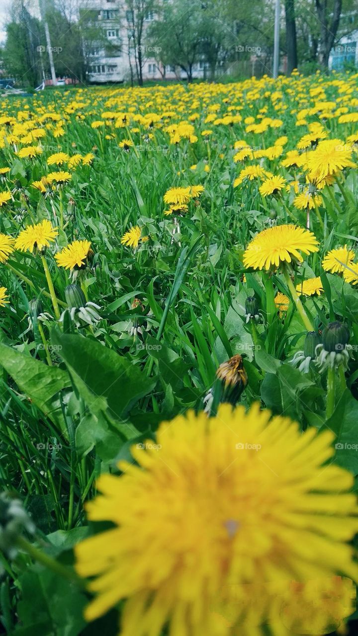 Mobile series plants