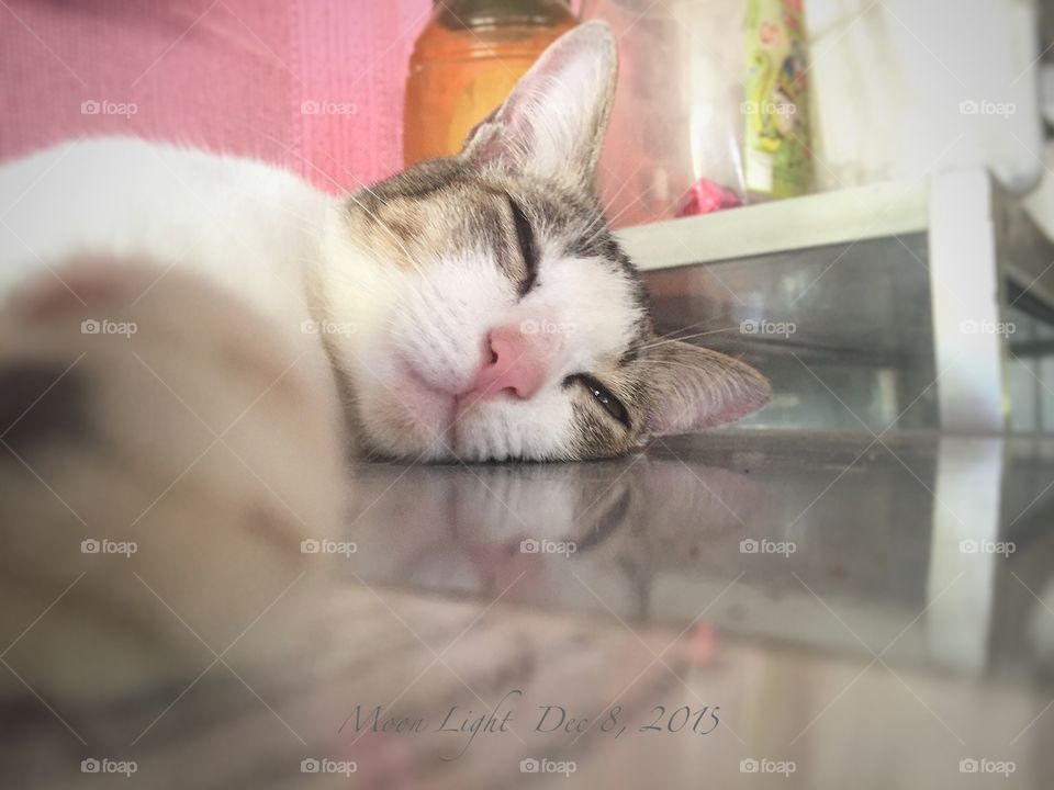 Cat at sleep