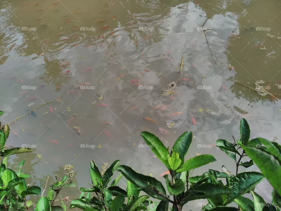 Dancing of the fish