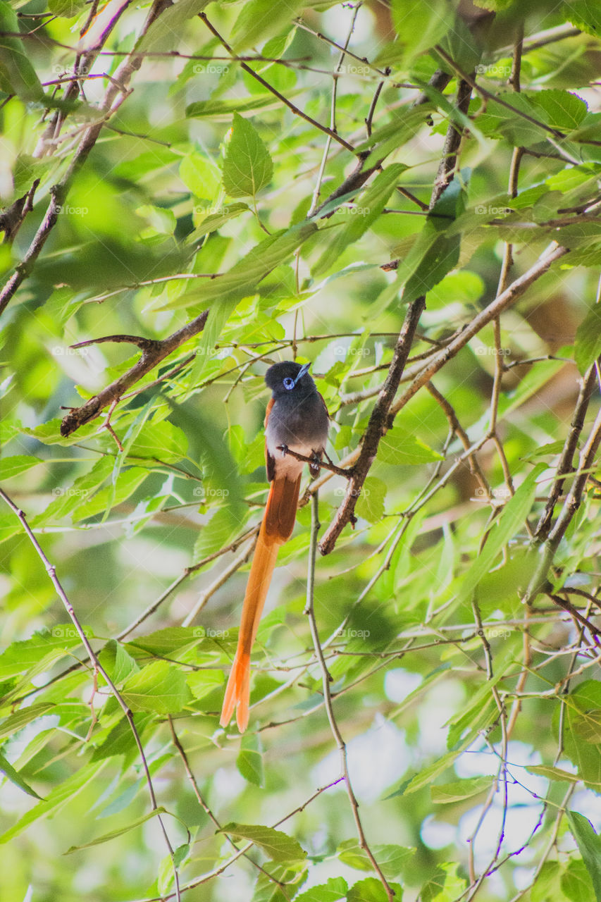 Paradise flycatcher