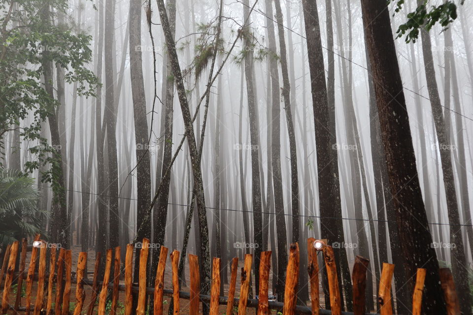 Beautiful Pine Forest In Jogja Indonesia