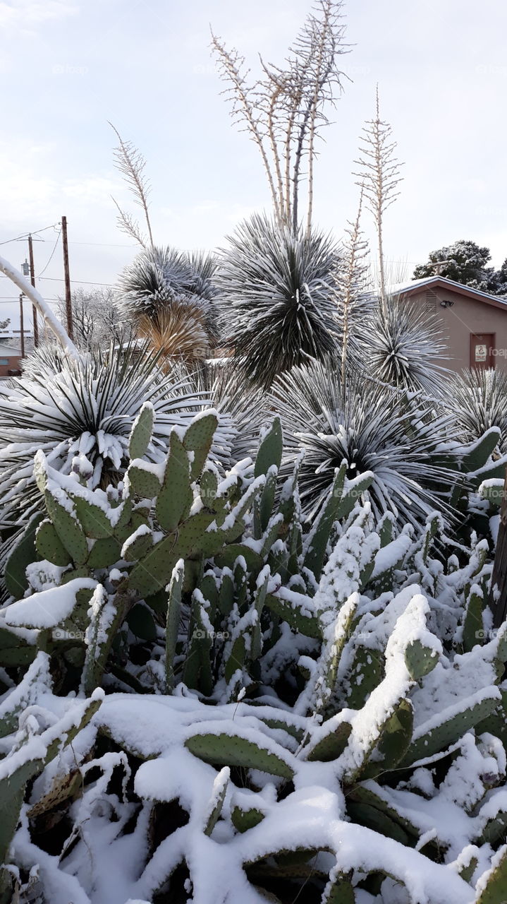 Desert Snow