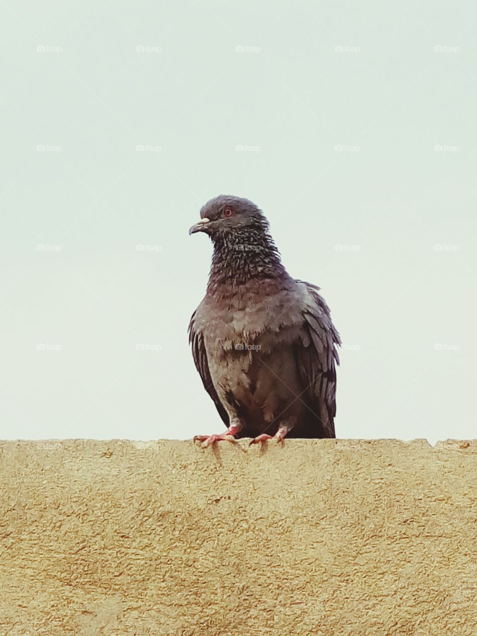 Pigeon in resting phase.