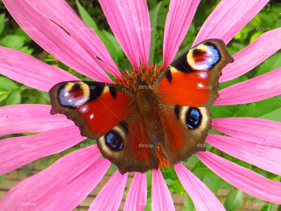 Io, daughter of Inachus III. Who's afraid of red, orange and blue