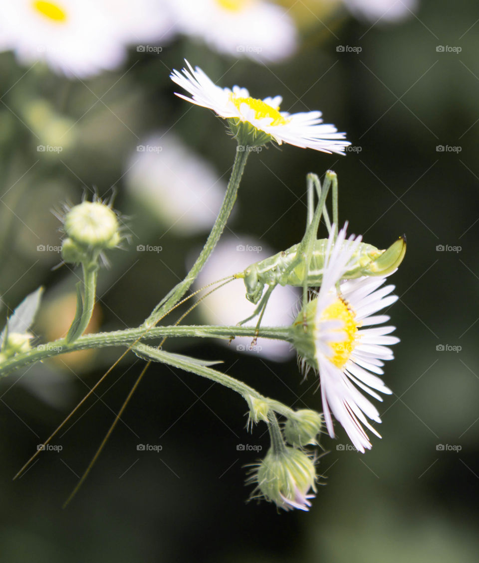 chamomile tender with a green moustached grasshopper