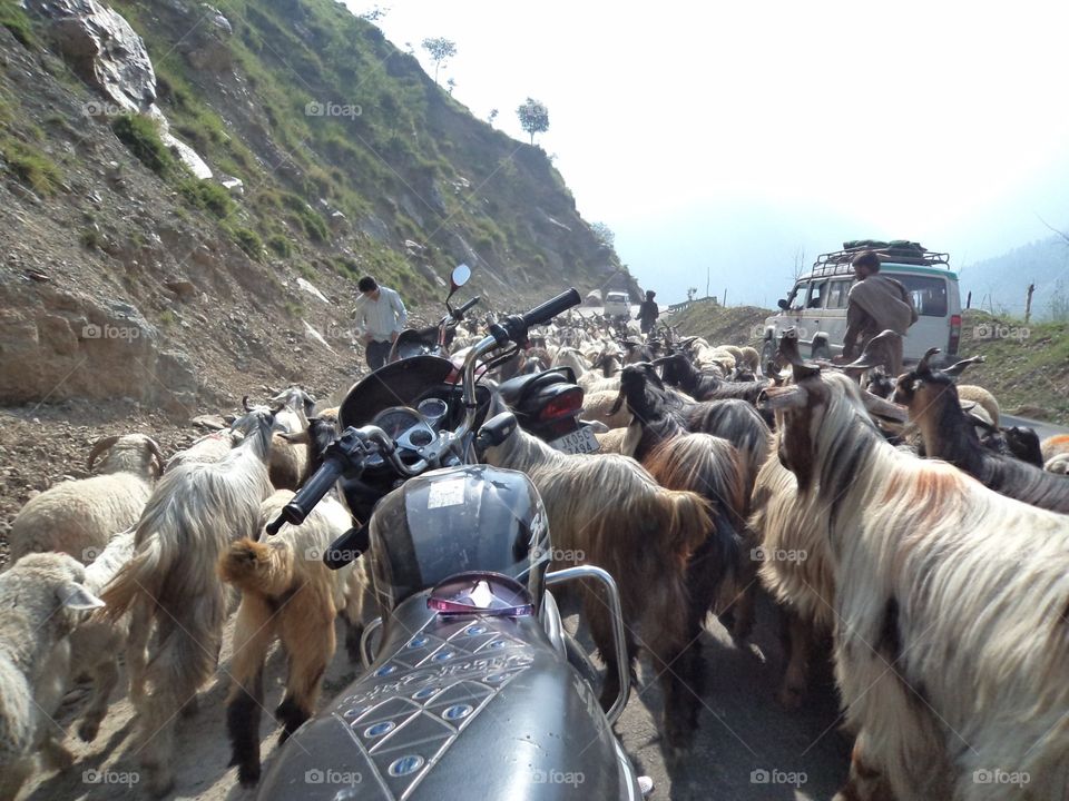 People, Road, Group, Adult, Mammal