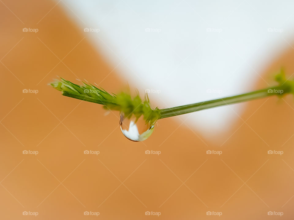Macro shot of water drop over the green grass leaf
