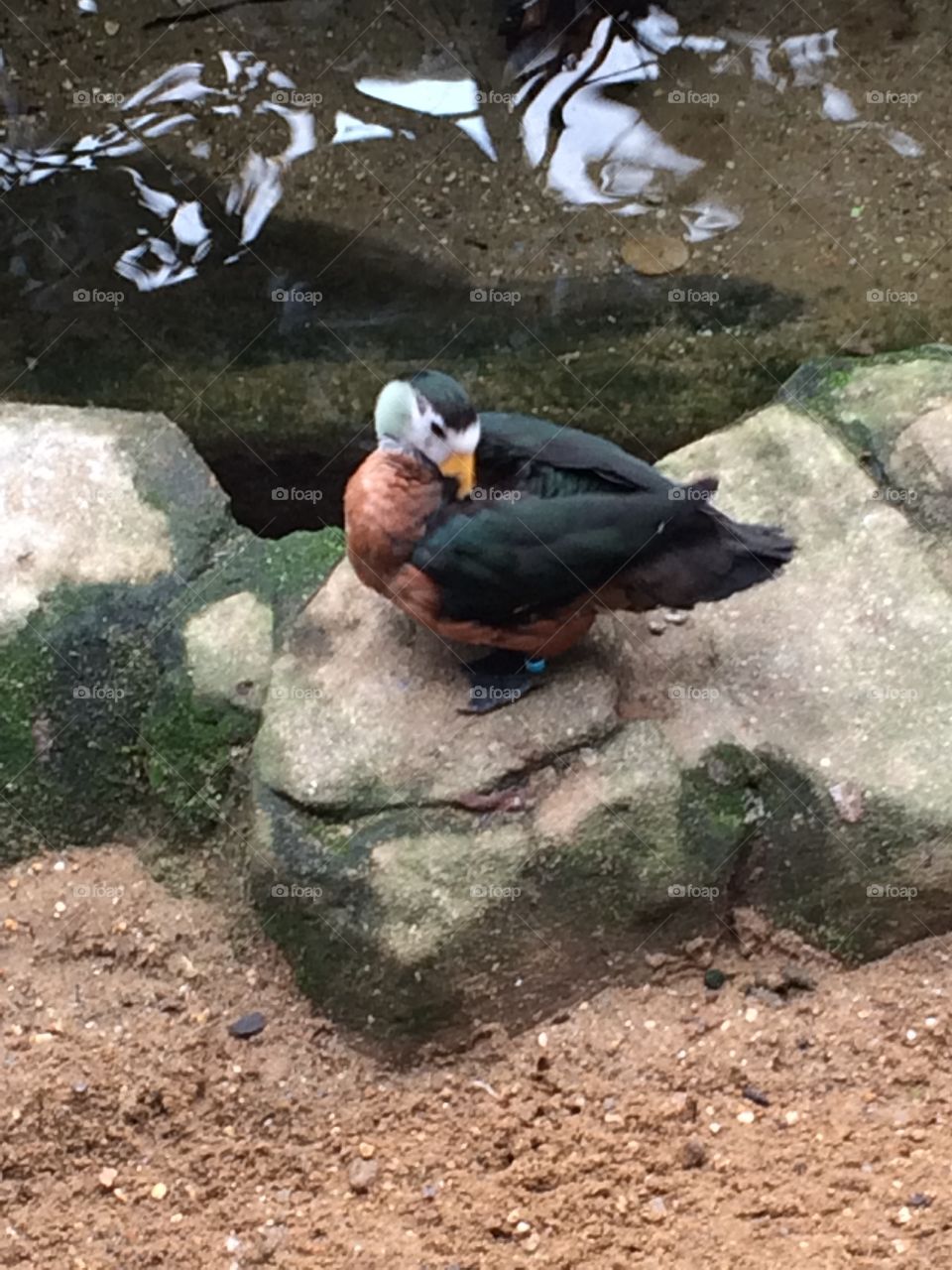 Duck at london zoo