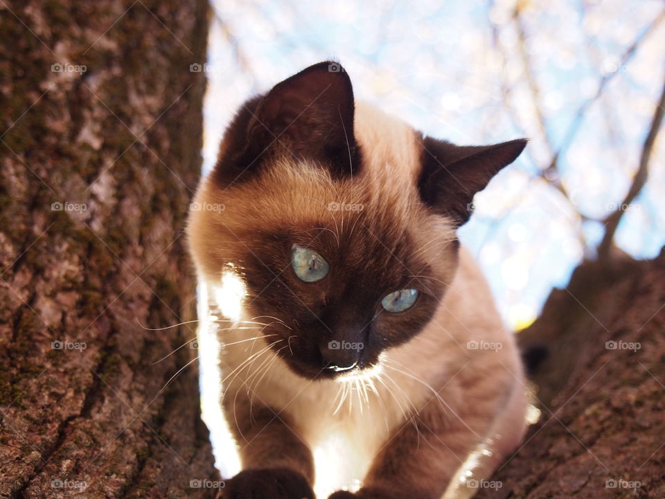 Close-up of cat looking away