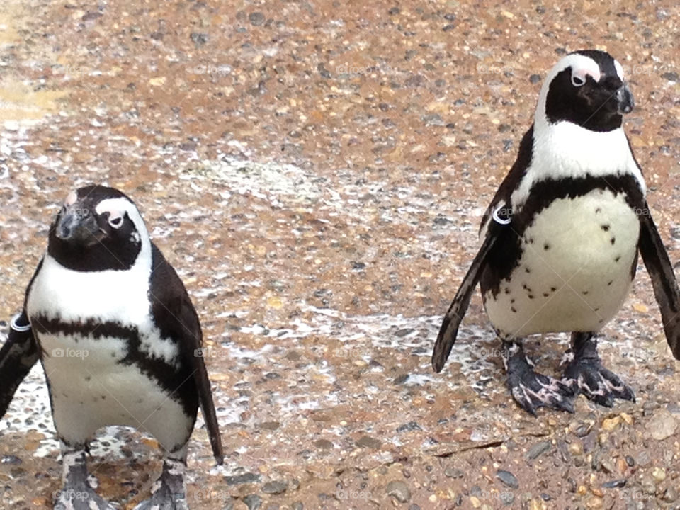 African Penguins