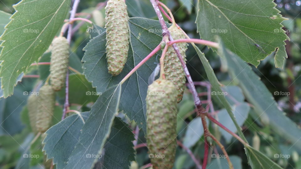 early seeds of the sliver birch.
Betula pendula,
commonly known as silver birch
or warty birch,
is a species of tree in the family Betulaceae, native to Europe and parts of Asia, though in southern Europe it is only found at higher altitudes. Its range extends into Siberia, China and southwest Asia in the mountains of northern Turkey, the Caucasus and northern Iran. It has been introduced into North America, where it is known as the European white birch, and is considered invasive in some states in USA and in parts of Canada. The tree can also be found in more temperate regions of Australia.
The silver birch is a medium-sized deciduous tree that owes its common name to the white peeling bark on the trunk. The twigs are slender and often pendulous and the leaves are roughly triangular with doubly serrate margins and turn yellow in autumn before they fall. The flowers are catkins and the light
