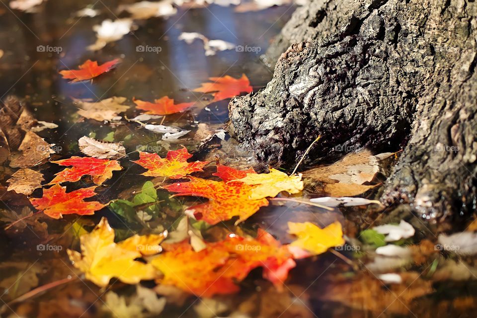 Autumn Leaves in Lake

Close up of colorful maple leaves floating in water