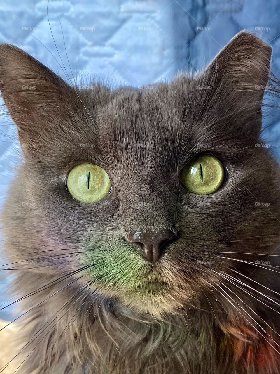A cat with a rainbow across her face from a sun catcher hanging in the window