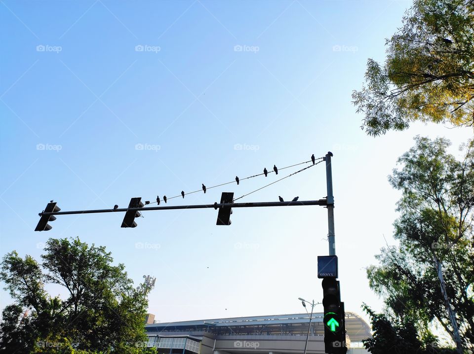 Pigeons sitting on the traffic signal lines