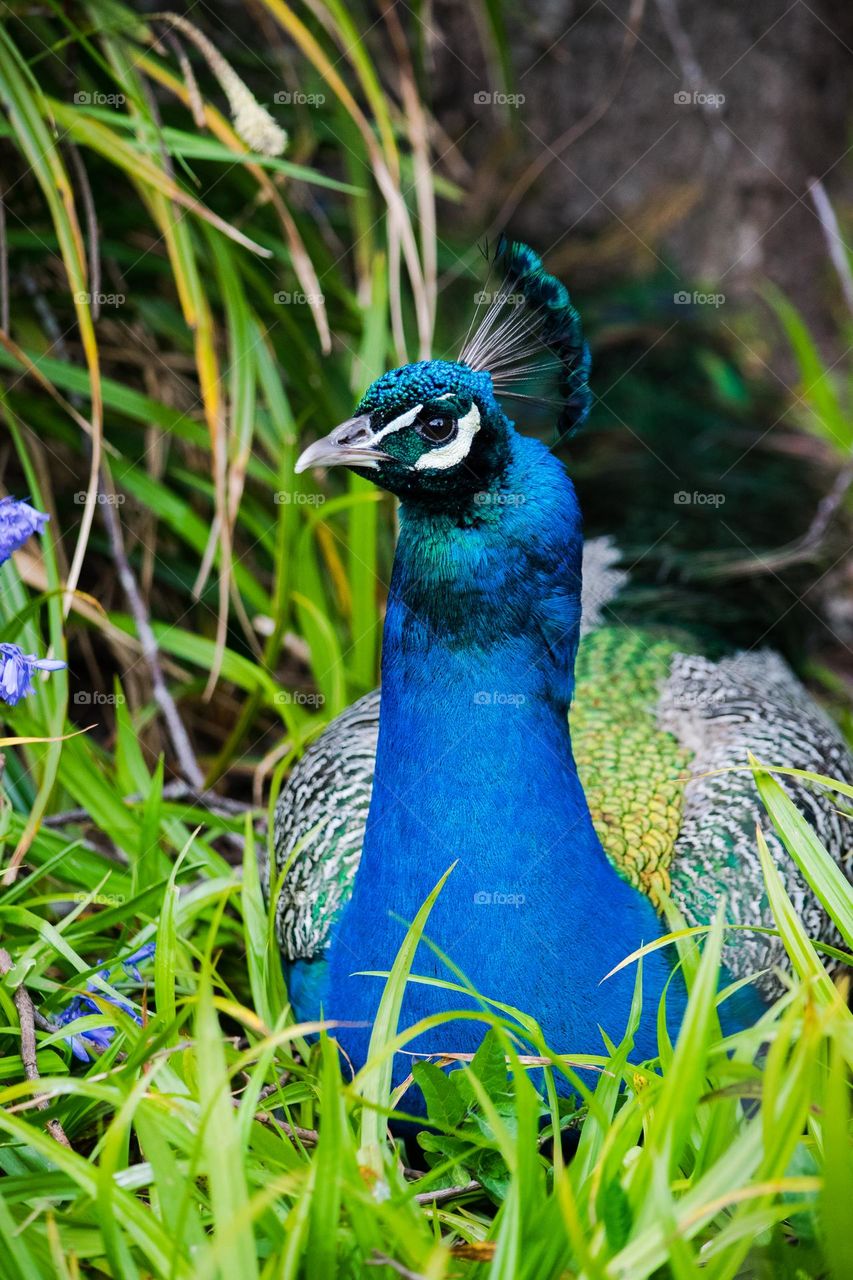 Male peacock found sitting in long grass, with vibrant plumage