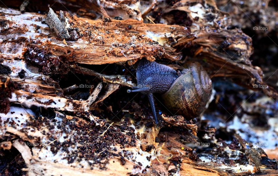 Close up shot of a snail in the jungle under underneath the log in the cold winter season 