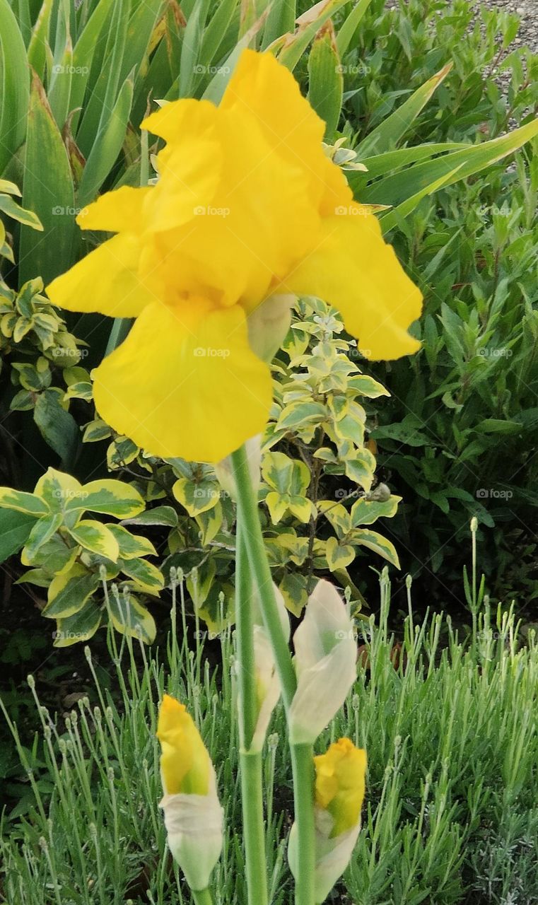 Yellow iris flowers