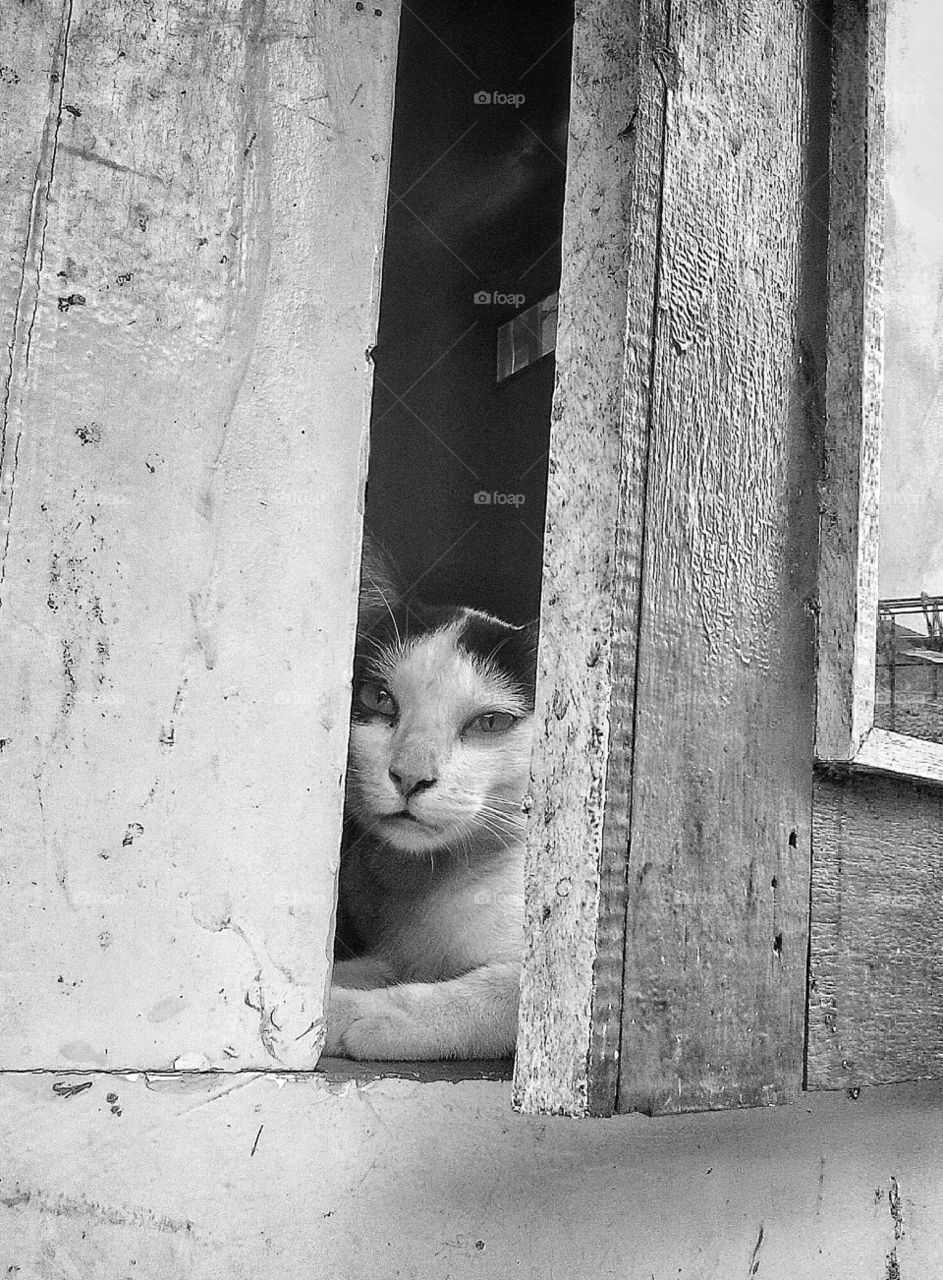 cat black and white 'staring sharply'