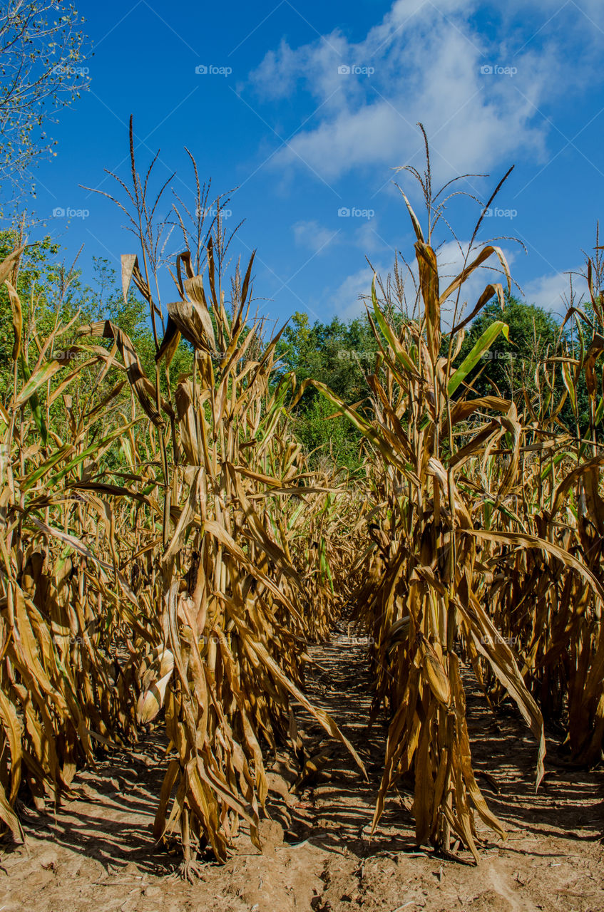 Rows of corn in the fall before harvest