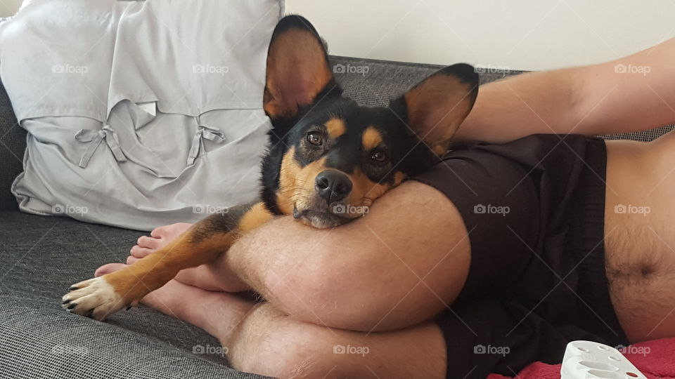 Dog relaxing with his human