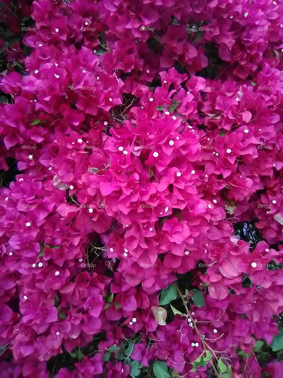 flowers pink nature bright outdoors vivid
