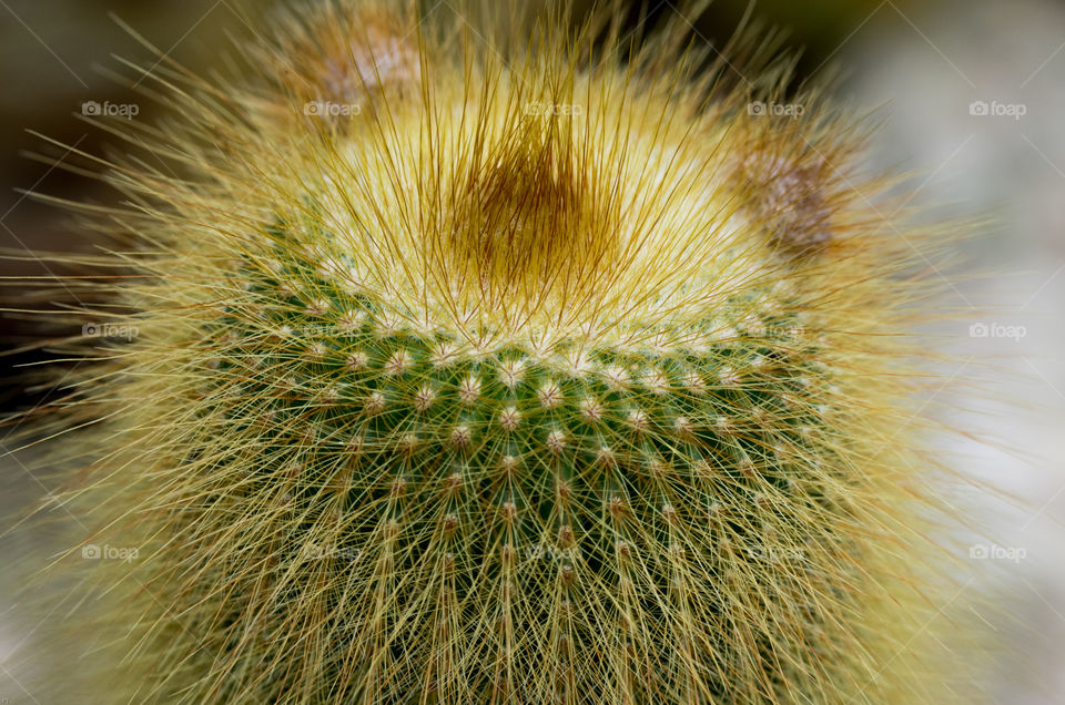 Macro photo of Cactus in botanical garden.