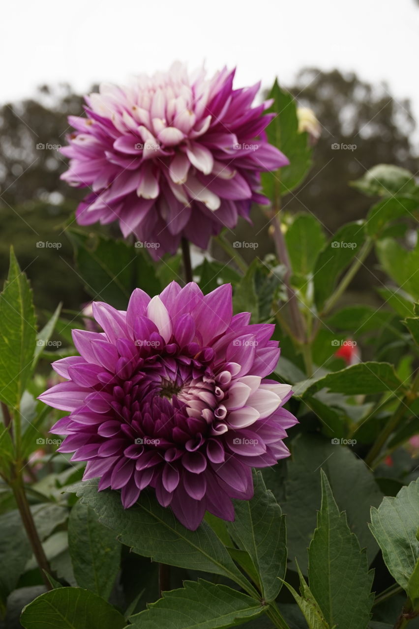 rare combination of color in a flower