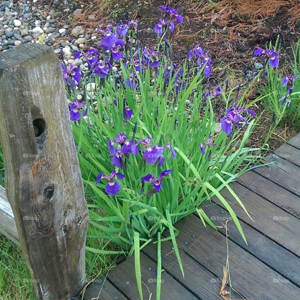 Wild Alaskan Iris