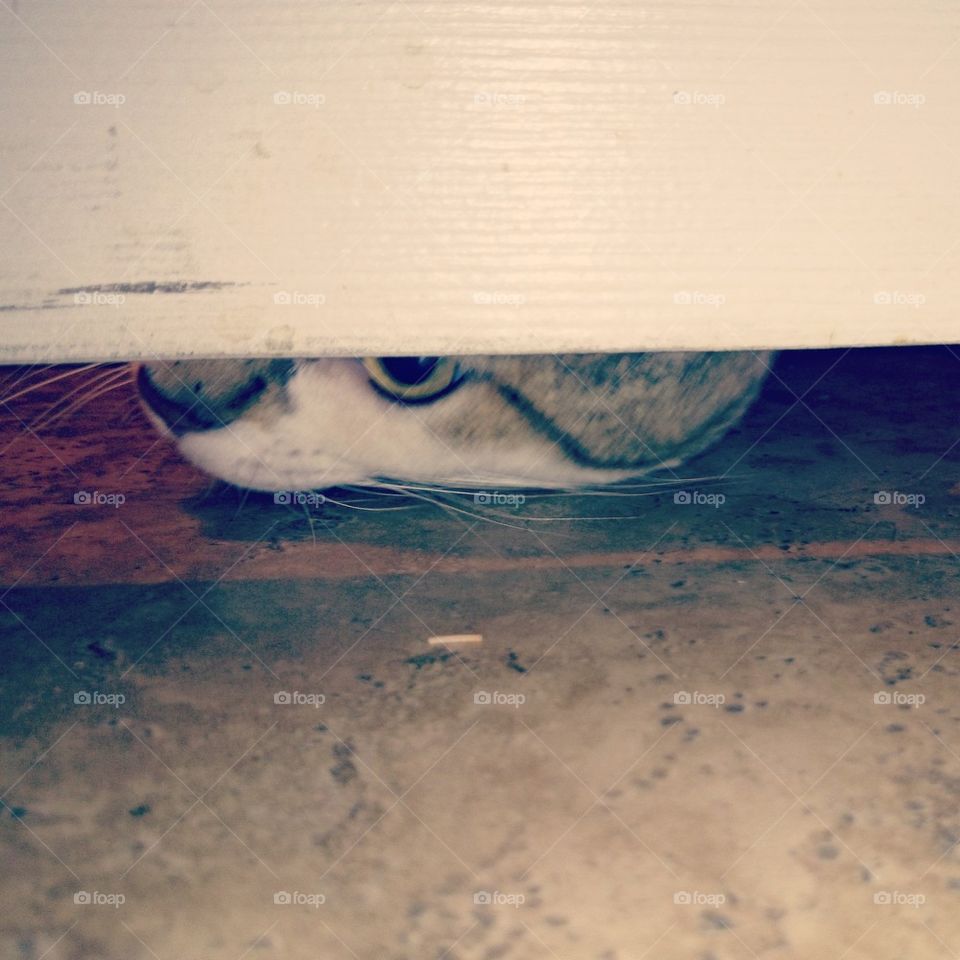 Peeping Tom 