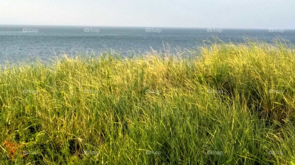 Summer grass, ocean, East end Long Island