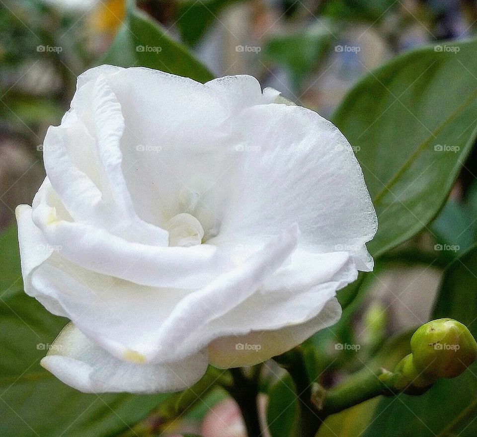 a white flower, perfect beauty