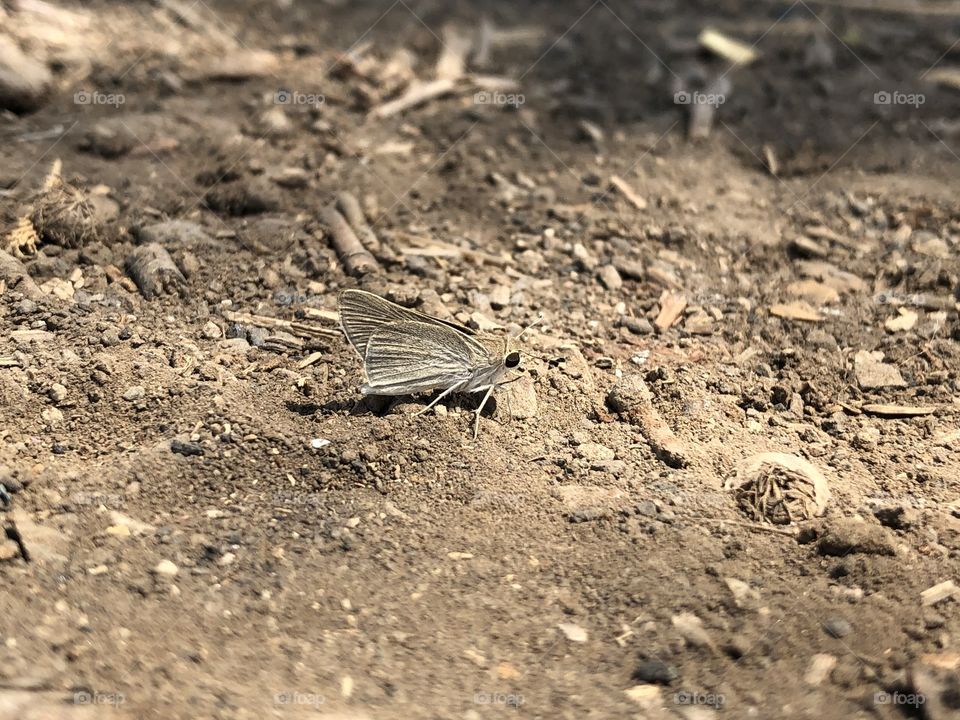 Light brown butterfly with black eyes standing on the ground 