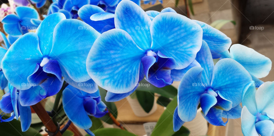 blue orchids in pots