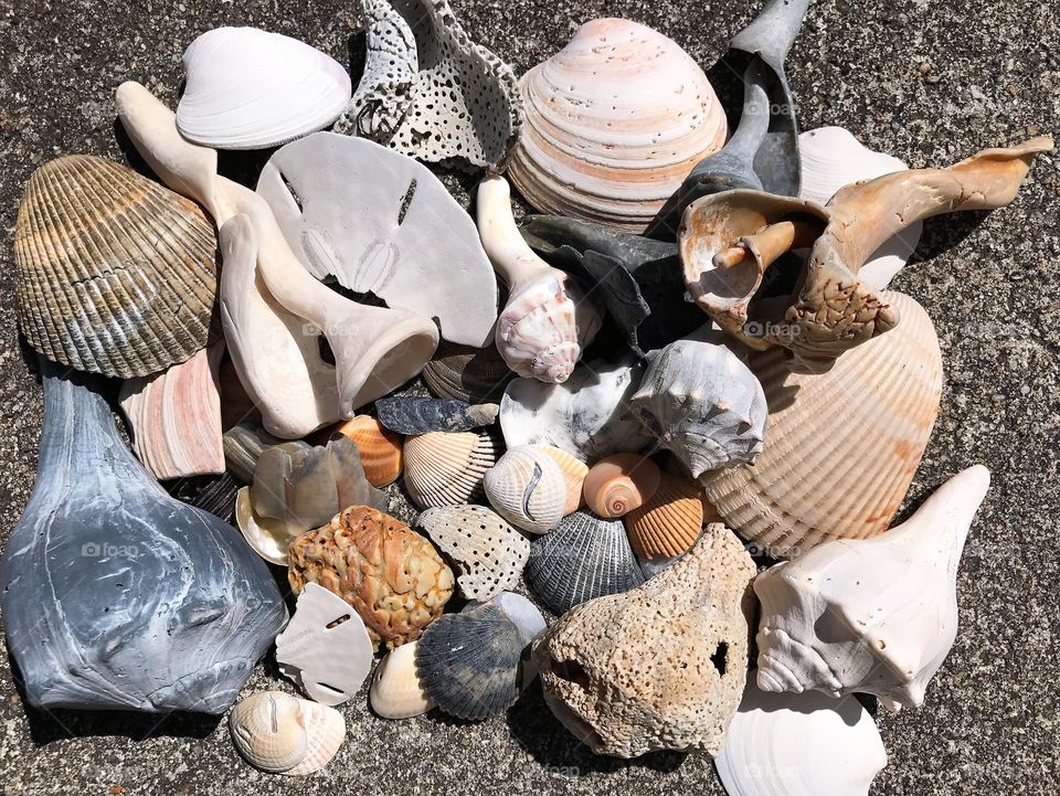 Seashells on sand at beach