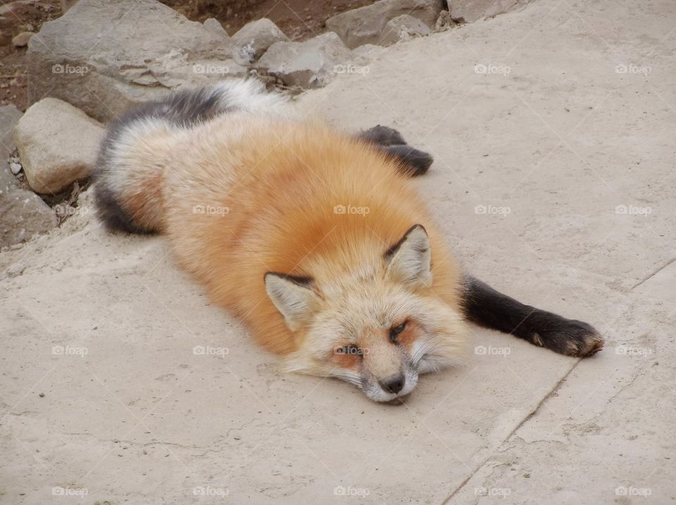relaxing fox