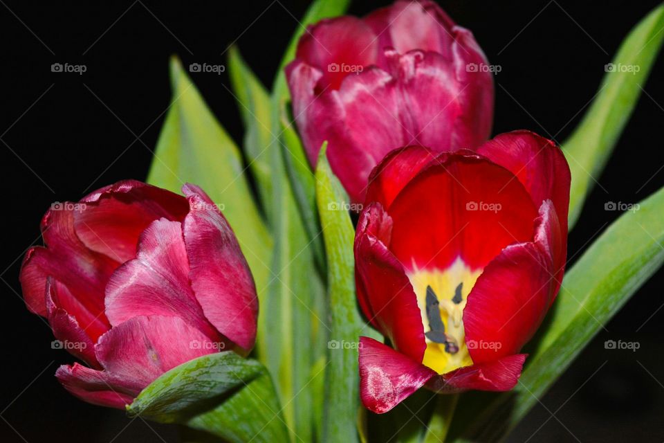 Flower, No Person, Tulip, Nature, Leaf