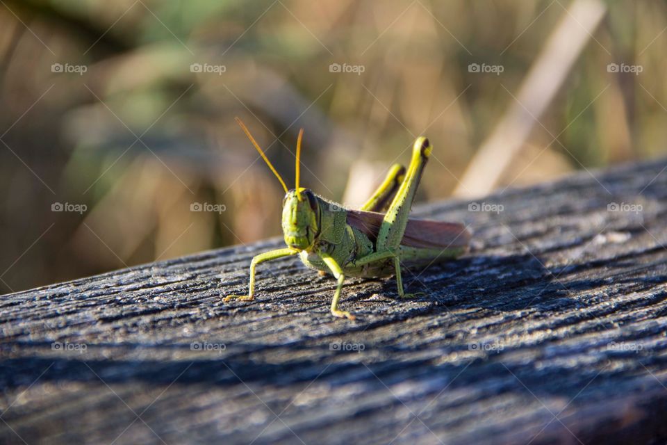 Grasshopper