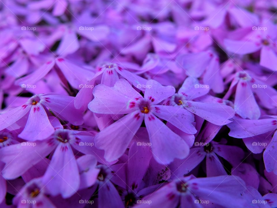 Purple flowers